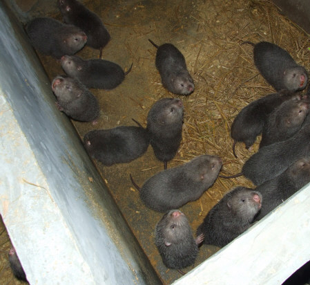 启富EM菌养殖竹鼠的好处和用法