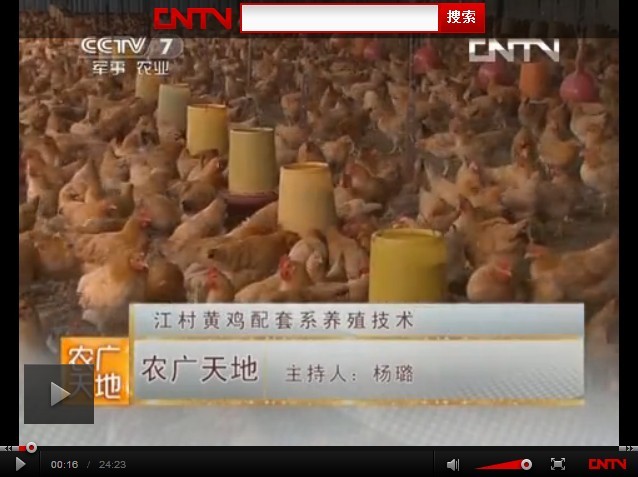 江村黄鸡饲养技术视频在线观看