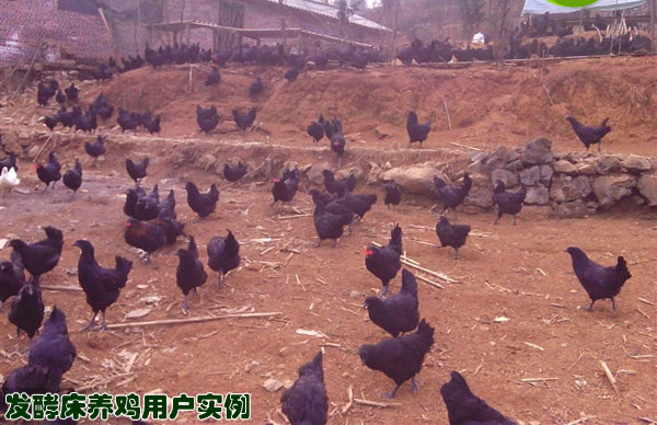 启富养鸡发酵床用户自制育苗发酵床散养土鸡