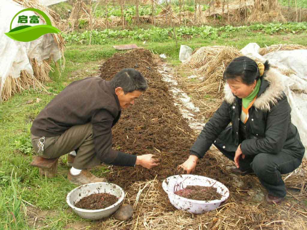 发酵人畜粪便和秸秆养殖无菌蚯蚓技术