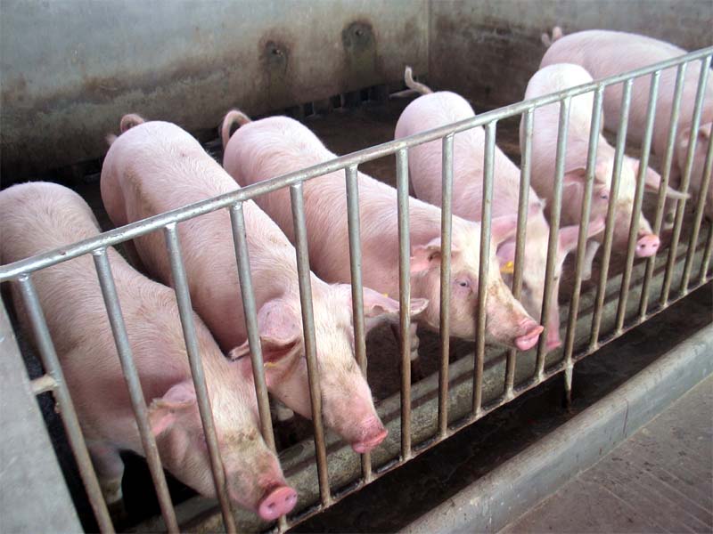 夏季怎样养猪猪不掉膘？