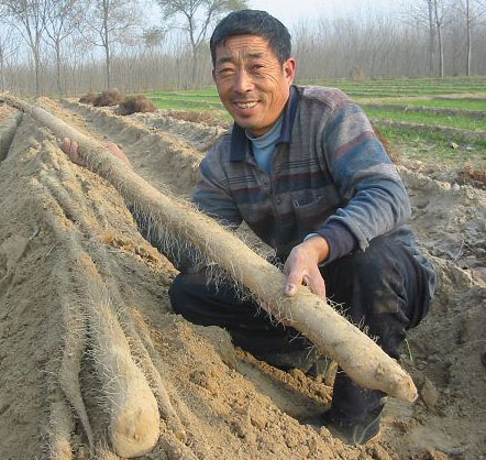 启富种植菌液在山药种植上的应用