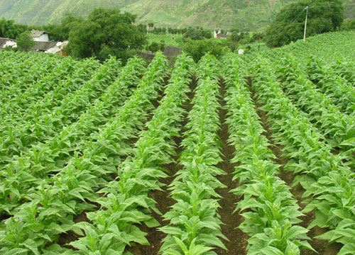 启富种植EM益生菌液种植优质高产烟叶